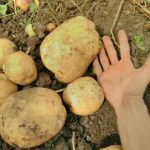 овощи село02, доставка продуктов, фермерские продукты