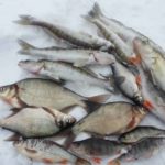 Польза речной рыба для мозга