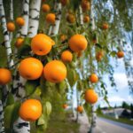 Новый сорт березы с апельсинами